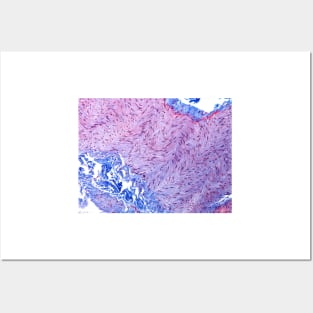 Peripheral nerve, light micrograph (C022/7315) Posters and Art